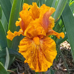 Wizard of Odds Bearded Iris