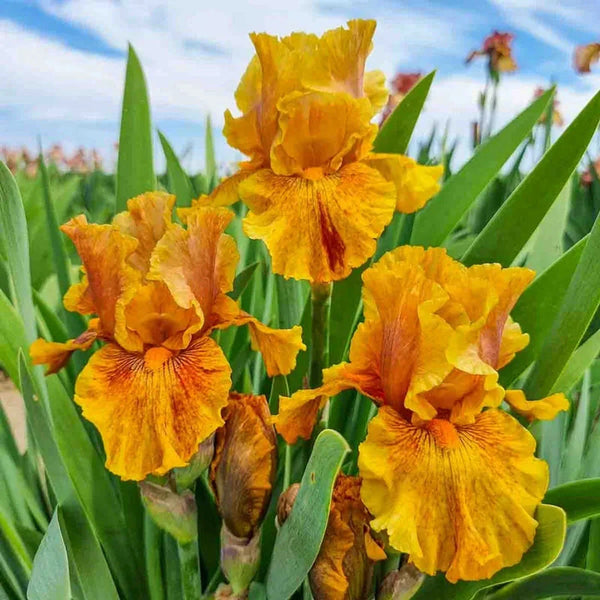Wizard of Odds Bearded Iris