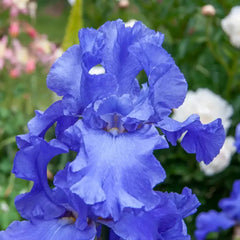 Twice as Nice Reblooming Iris Collection