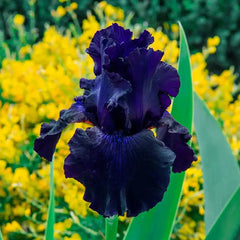 Twice as Nice Reblooming Iris Collection