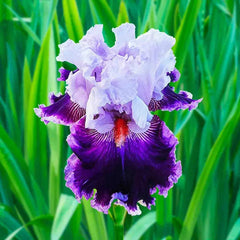 Showtime Bearded Iris Collection