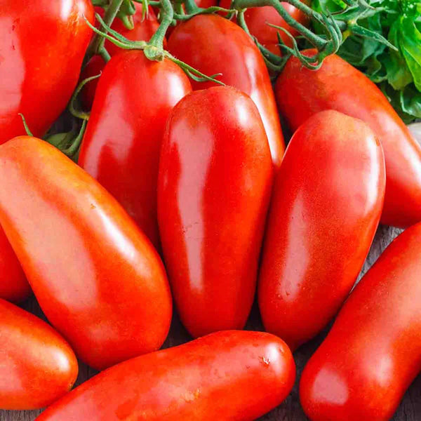Pozzano Roma Tomato
