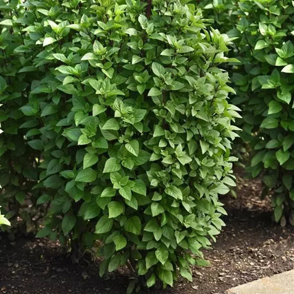 Herb Everleaf Thai Basil