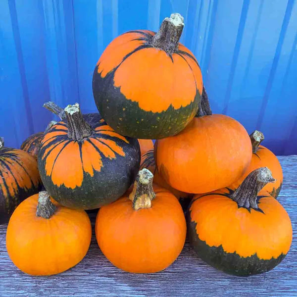 Pumpkin Batwing Mix