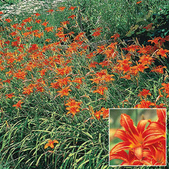 Daylilies for Naturalizing