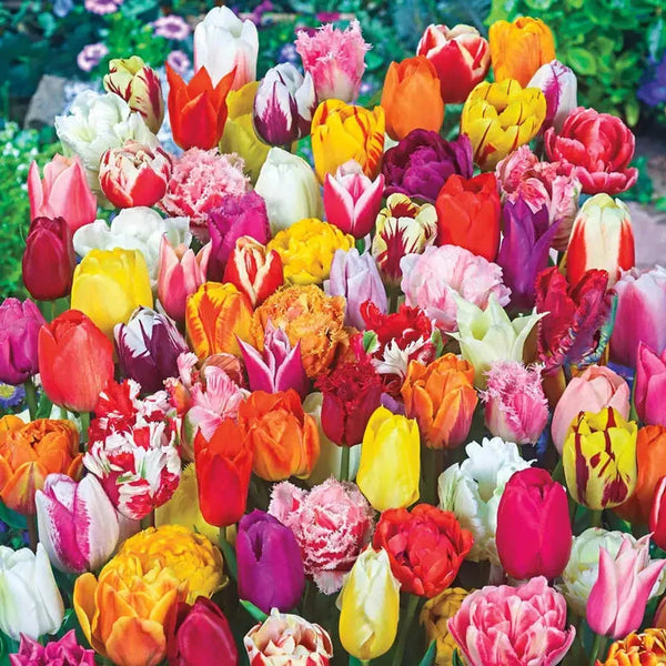 2 Months of Spring Carnival  Tulips Mixture
