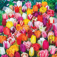 2 Months Of Spring Carnival Tulip Mixture