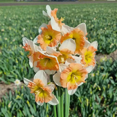 Drama Queen Daffodil