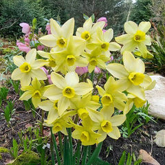 Pacific Hunter Daffodil