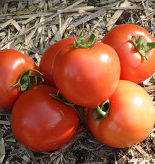 Early Girl Tomato  20 Seeds - Seedsplant