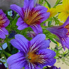 Chilean Morning Glory Seeds