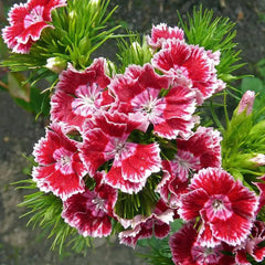 WEE Willie Dwarf SWEET WILLIAM Mixed Colors Dianthus Barbatus Flower Seeds