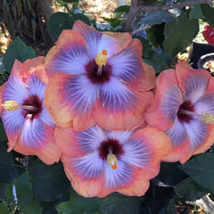 Beautiful Cosmic Dancer Hibiscus