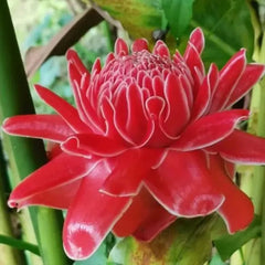 Porcelain rose seeds Etlingera elatior Torch Ginger
