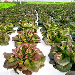 Coffee Leaf lettuce Seeds
