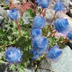 Blue Prairie Smoke Flower