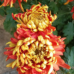 Golden-Backed Scarlet Chrysanthemum