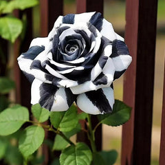 Rare Black and White Twin Roses