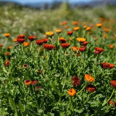 Neon Calendula