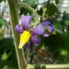 Nipple Fruit Seeds Titty Fruit Apple of Sodom Nipplefruit Bizarre Fruit in the Solanum Family