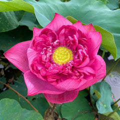 Bonsai Double Lotus Seeds-Pure Heart
