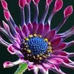 Osteospermum Mix Seeds Spider Daisy Rare