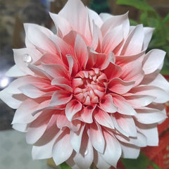 Red & White Mixed Dahlia Seeds