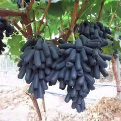 High Quaility Sapphire Grapes Seeds