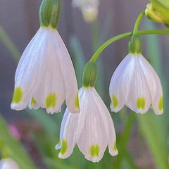 Summer Snowflake PureBeauty, Fresh Starts