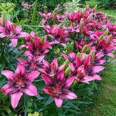 Lily Seeds