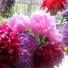 Peony Aster Mix for Planting