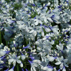 Agapanthus ‘Twister’ African Lily