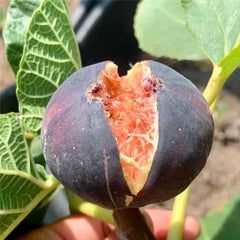 Rainbow Figs Seeds higher quality