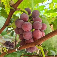 Midknight Beauty Grapes Seeds - Giant Rose (Rose scented)