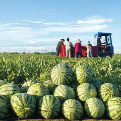 Lazy Man's Watermelon Seeds