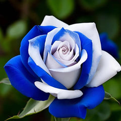 Blue White Roses Seeds:A Delightful Blend of Elegance and Serenity