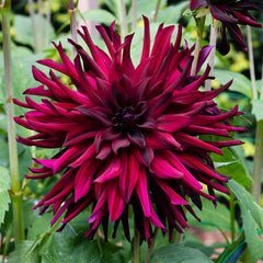Cactus Dahlia Collection Bulbs Perennial Growing Bonsai Roots Rhizomes Corms Tubers Potted Planting Reblooming Fragrant Garden Species Blooms Flower Seeds Plant Gardening