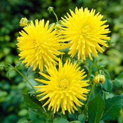 Cactus Dahlia Collection Bulbs Perennial Growing Bonsai Roots Rhizomes Corms Tubers Potted Planting Reblooming Fragrant Garden Species Blooms Flower Seeds Plant Gardening