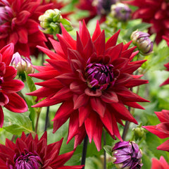 Cactus Dahlia Collection Bulbs Perennial Growing Bonsai Roots Rhizomes Corms Tubers Potted Planting Reblooming Fragrant Garden Species Blooms Flower Seeds Plant Gardening