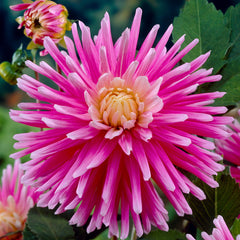 Cactus Dahlia Collection Bulbs Perennial Growing Bonsai Roots Rhizomes Corms Tubers Potted Planting Reblooming Fragrant Garden Species Blooms Flower Seeds Plant Gardening