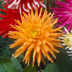 Cactus Dahlia Collection Bulbs Perennial Growing Bonsai Roots Rhizomes Corms Tubers Potted Planting Reblooming Fragrant Garden Species Blooms Flower Seeds Plant Gardening