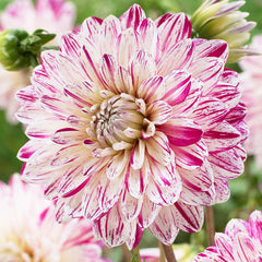 Giant Decorative Collection Dahlia Bulbs Perennial Growing Bonsai Roots Rhizomes Corms Tubers Potted Planting Reblooming Fragrant Garden Species Blooms Flower Seeds Plant Gardening
