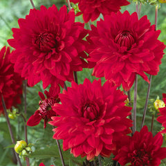 Giant Decorative Collection Dahlia Bulbs Perennial Growing Bonsai Roots Rhizomes Corms Tubers Potted Planting Reblooming Fragrant Garden Species Blooms Flower Seeds Plant Gardening