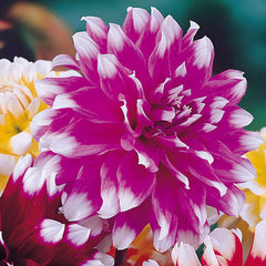 Giant Decorative Collection Dahlia Bulbs Perennial Growing Bonsai Roots Rhizomes Corms Tubers Potted Planting Reblooming Fragrant Garden Species Blooms Flower Seeds Plant Gardening