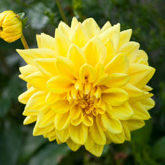 Giant Decorative Collection Dahlia Bulbs Perennial Growing Bonsai Roots Rhizomes Corms Tubers Potted Planting Reblooming Fragrant Garden Species Blooms Flower Seeds Plant Gardening