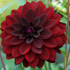 Giant Decorative Collection Dahlia Bulbs Perennial Growing Bonsai Roots Rhizomes Corms Tubers Potted Planting Reblooming Fragrant Garden Species Blooms Flower Seeds Plant Gardening