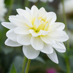 Giant Decorative Collection Dahlia Bulbs Perennial Growing Bonsai Roots Rhizomes Corms Tubers Potted Planting Reblooming Fragrant Garden Species Blooms Flower Seeds Plant Gardening