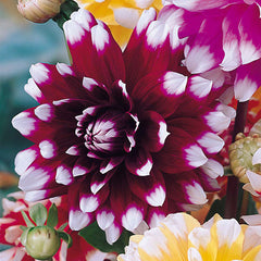Giant Decorative Collection Dahlia Bulbs Perennial Growing Bonsai Roots Rhizomes Corms Tubers Potted Planting Reblooming Fragrant Garden Species Blooms Flower Seeds Plant Gardening