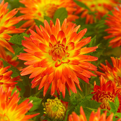 Giant Decorative Collection Dahlia Bulbs Perennial Growing Bonsai Roots Rhizomes Corms Tubers Potted Planting Reblooming Fragrant Garden Species Blooms Flower Seeds Plant Gardening