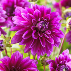 Giant Decorative Collection Dahlia Bulbs Perennial Growing Bonsai Roots Rhizomes Corms Tubers Potted Planting Reblooming Fragrant Garden Species Blooms Flower Seeds Plant Gardening
